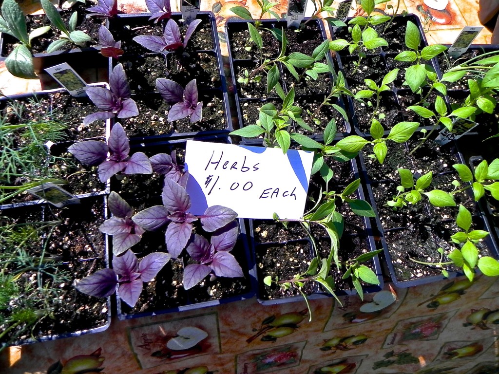 herb seedlings from Virginia's Heath Farm at Byrd House Renegade Market