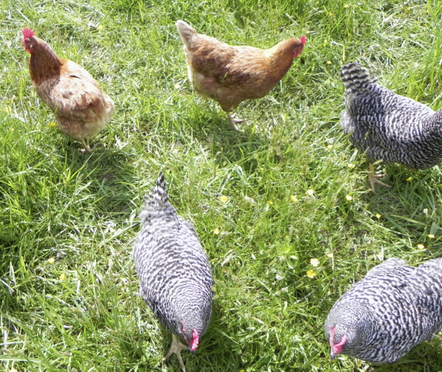 free range chickens at Harmony Hill Farm